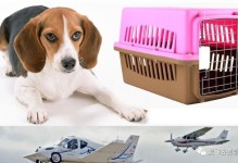 飞机上怎么托运宠物狗-飞机上怎么托运宠物狗狗