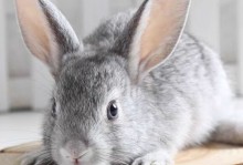 肉兔还是宠物兔聪明-肉兔是不是比宠物兔智商低