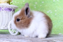 购买宠物兔子-买兔子的宠物店