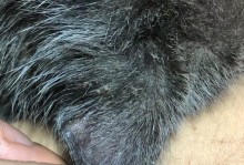 宠物猫得皮肤病的症状-猫得了皮肤病怎么治好得快
