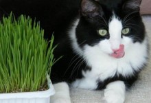 猫能吃韭菜吗-猫最爱吃的20种食物