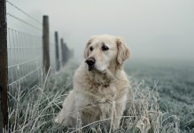 宠物狗图片-阿迪斯加宠物狗图片