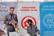 新加坡宠物交易-新加坡养什么宠物