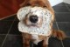 宠物狗可以吃面包吗-小狗狗可以吃面包吗?