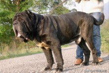 大型犬品种-大型犬品种有哪些品种