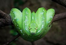 美丽的宠物蛇-美丽的宠物怎么写