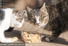 宠物猫能吃面包吗-宠物猫能吃面包吗会死吗