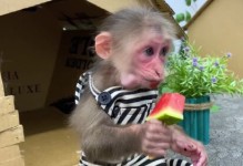 猴子爱吃什么-猴子爱吃什么食物有哪些