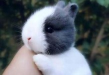 宠物兔子的品种及价格-宠物兔子的品种及价格图片