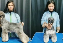 宠物美容上海培训学校-上海的宠物美容培训学校