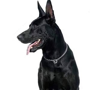 黑色大型犬-立耳黑色大型犬